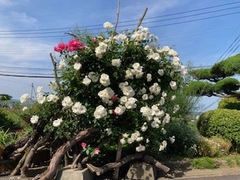 IMG_8715