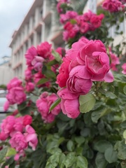 IMG_2035